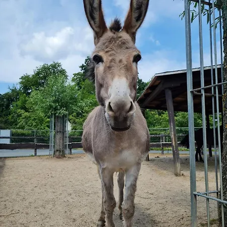 Am Park Pensjonat *